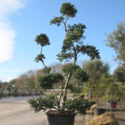 Ilex crenata specimen